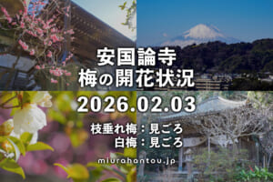 安国論寺の梅・開花状況（撮影日：2026.02.03）