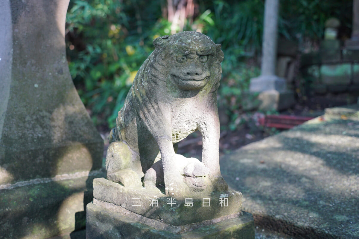 諏訪神社（堀内）・狛犬（左）（撮影日：2024.11.22）