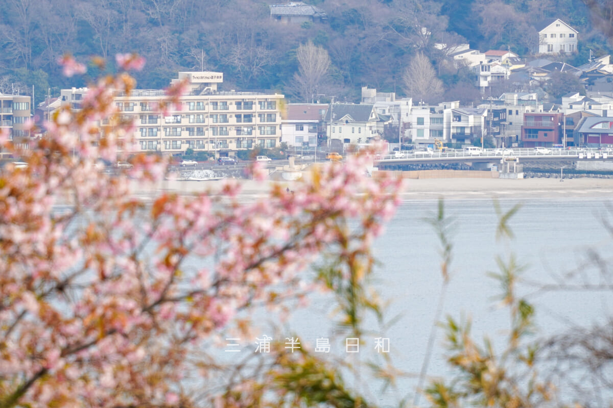 大崎公園・逗子海岸側の河津桜越しに渚橋方面を望む（撮影日：2026.02.05）