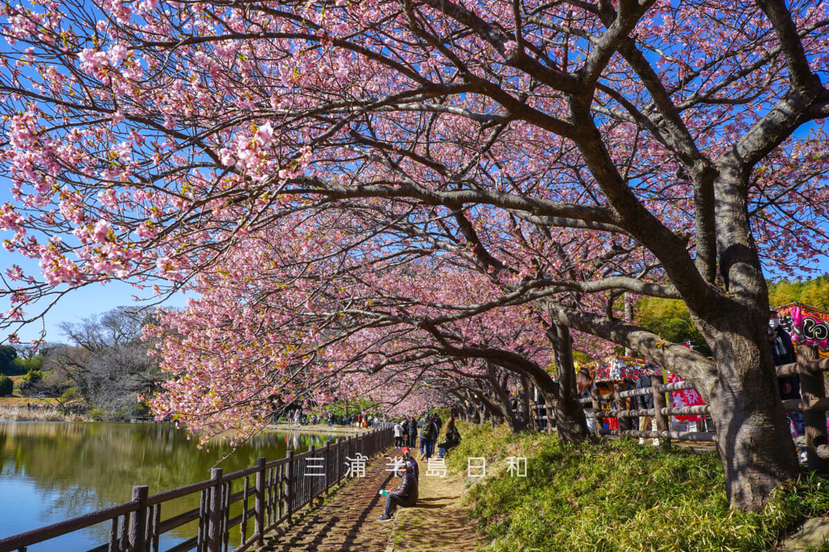 小松ヶ池公園・池のほとりの河津桜並木（撮影日：2026.02.19）