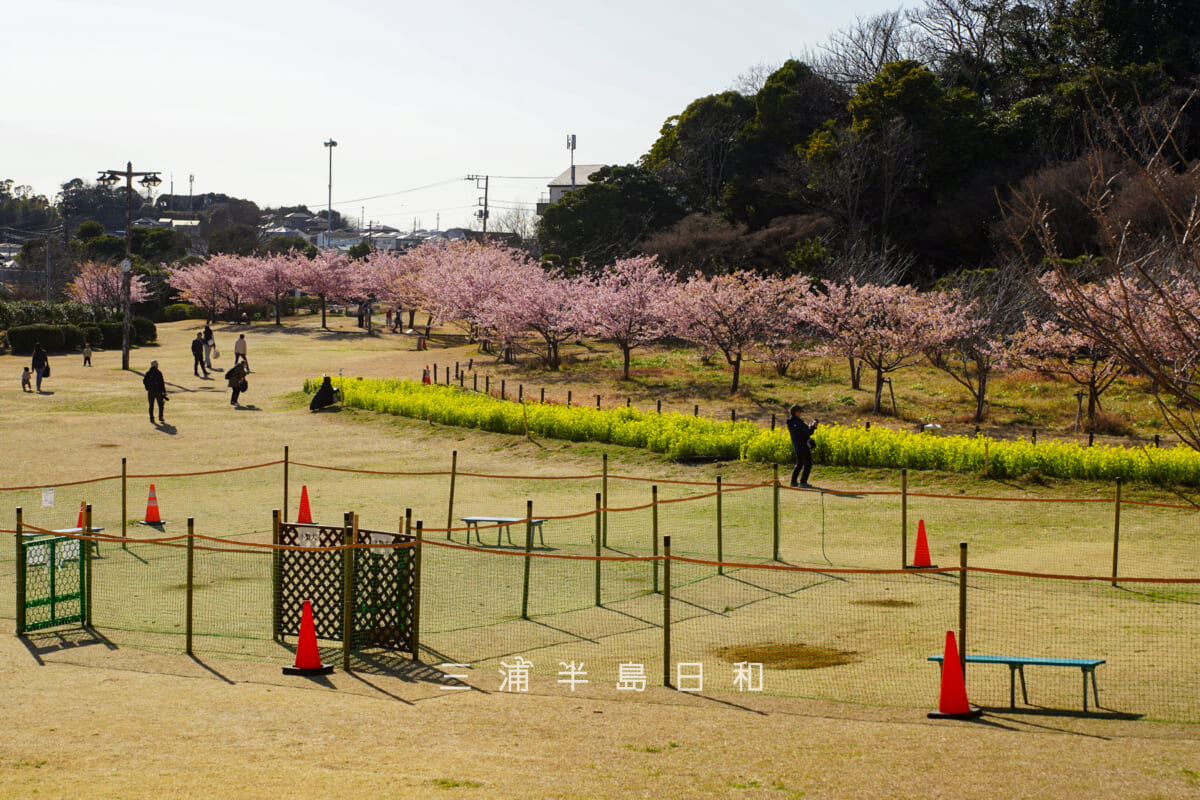 県立観音崎公園-花の広場・芝生広場中央付近から見た鴨居3丁目住宅地側の河津桜(撮影日:2026.02.19)