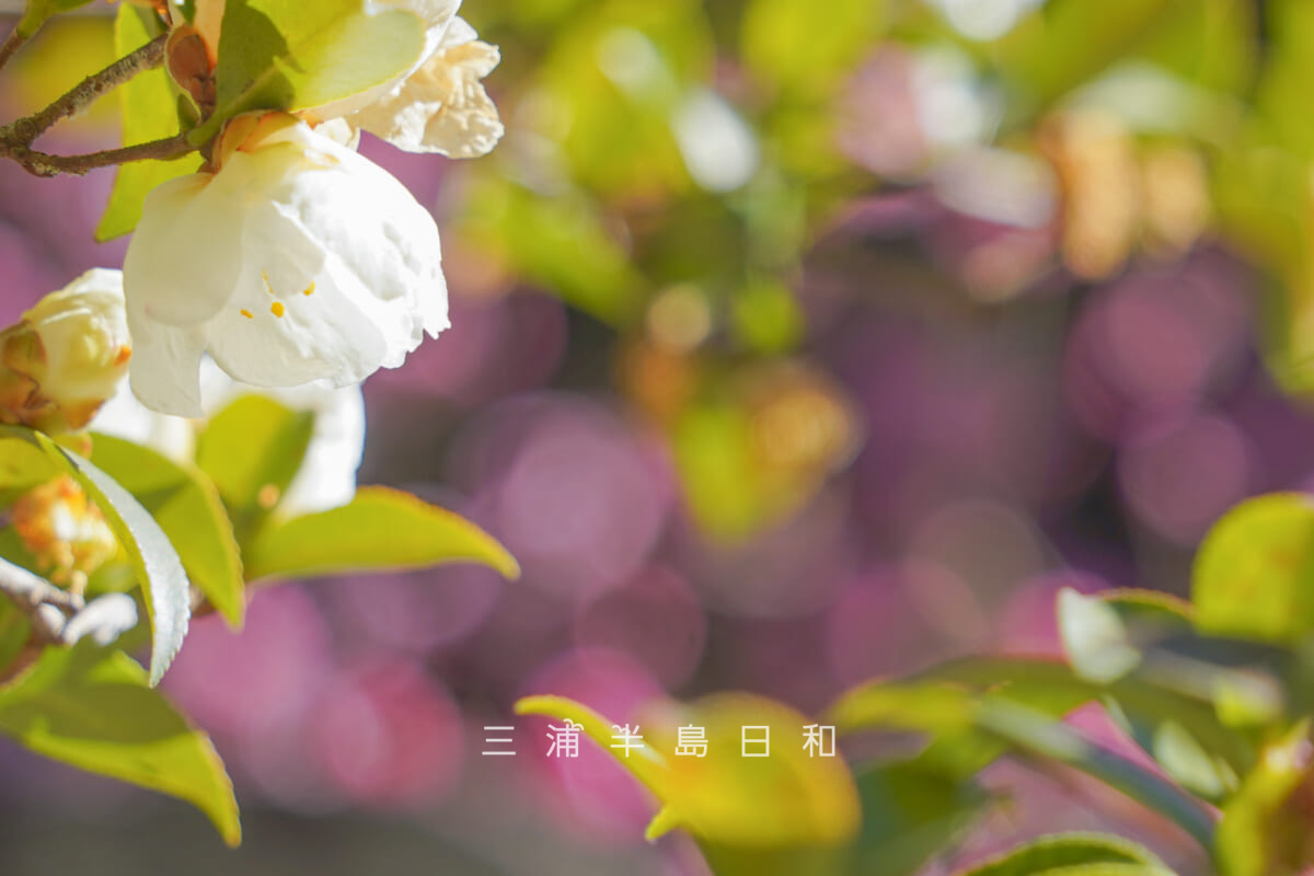 安国論寺・ピンク色の枝垂れ梅を背景にした名残のサザンカ（撮影日：2026.02.03）