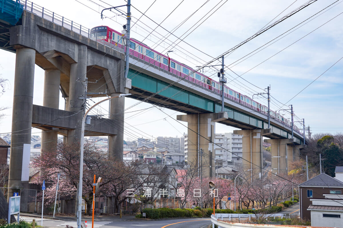 三崎口京急線大ガード・五分咲きくらいの河津桜（撮影日：2026.02.05）