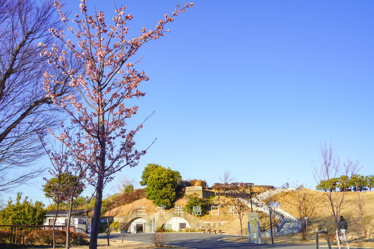 平和中央公園・米ヶ濱砲台跡前の河津桜（撮影日：2026.02.03）