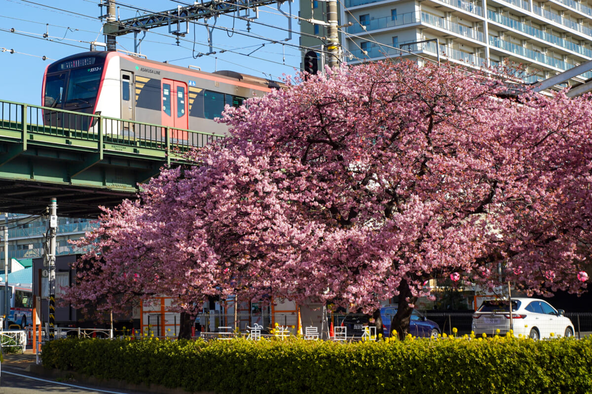 三浦海岸駅前広場の河津桜と都営5500形（撮影日：2026.02.19）