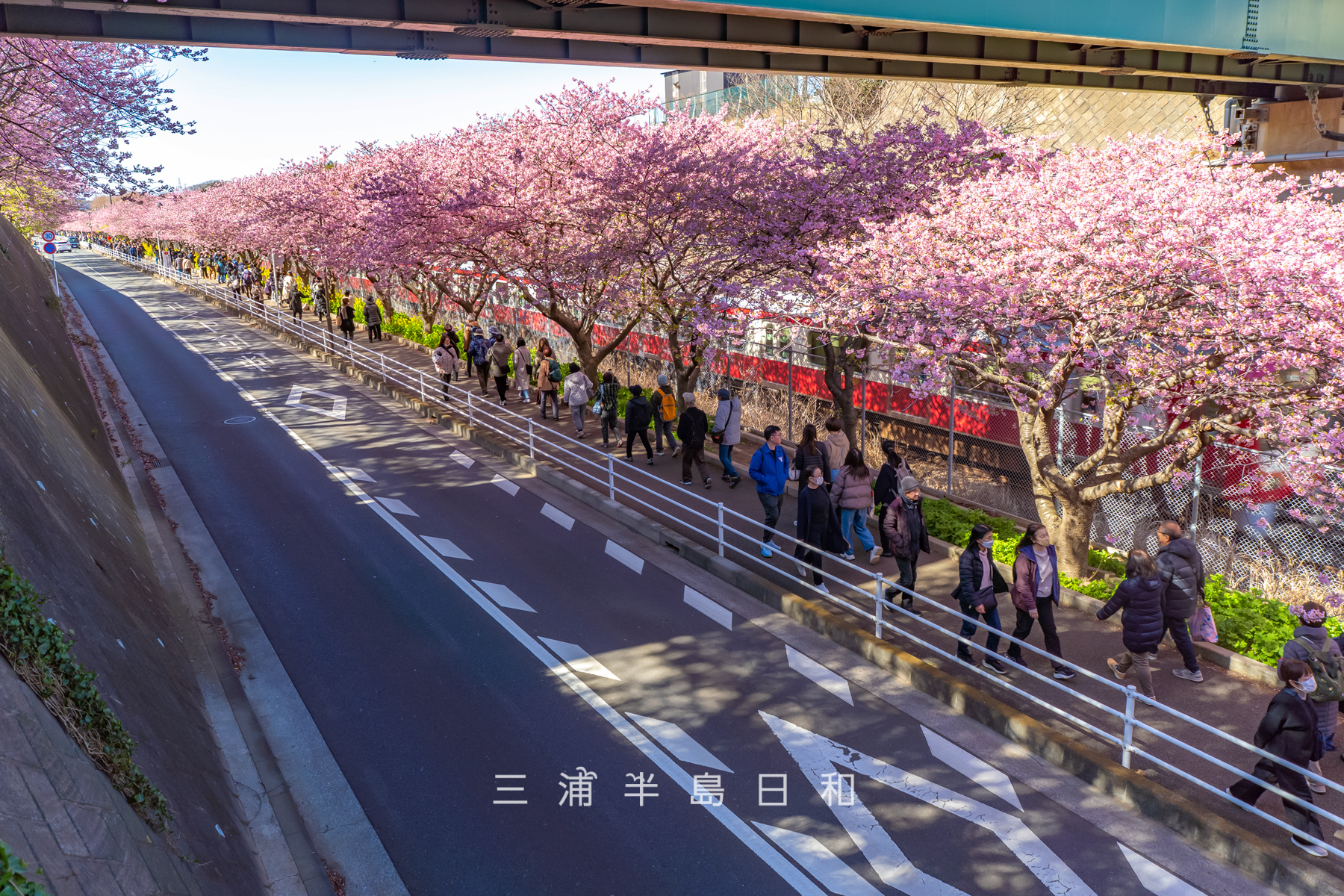 三浦海岸河津桜・開花状況（撮影日：2026.02.19）