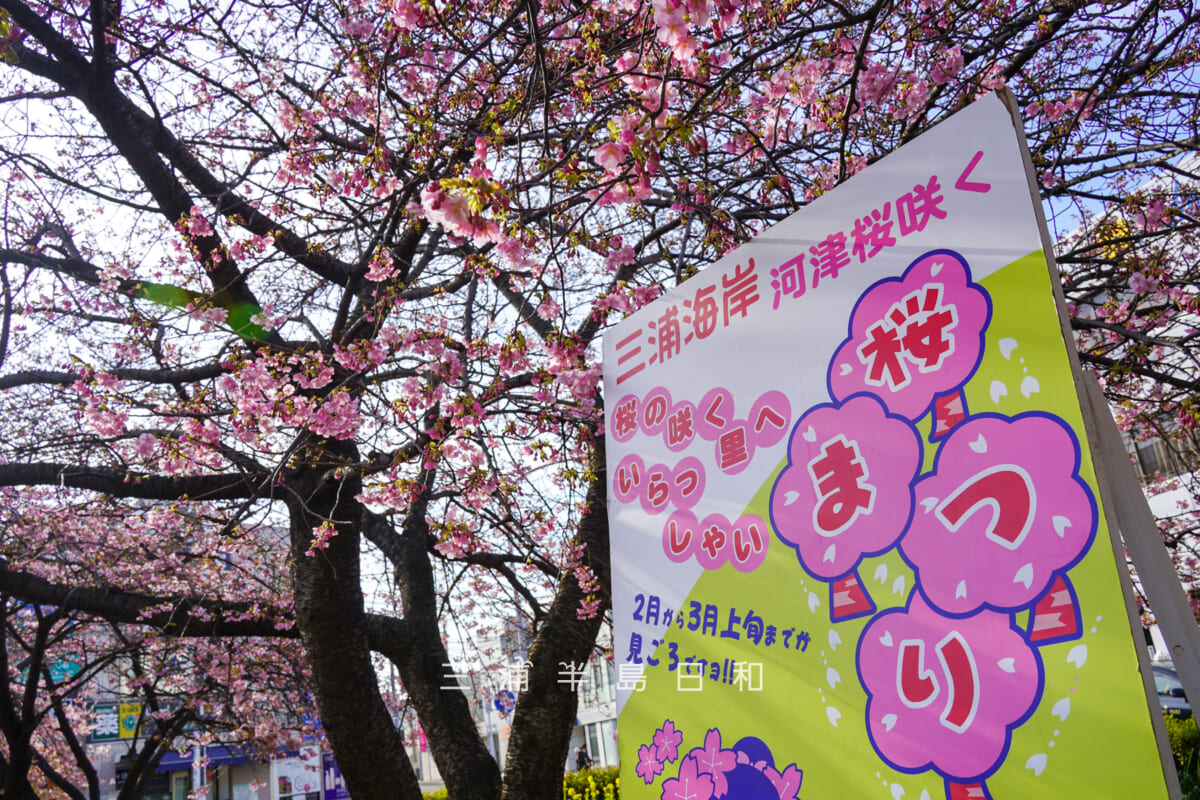 三浦海岸駅前広場の河津桜・開花状況（撮影日：2026.02.05）