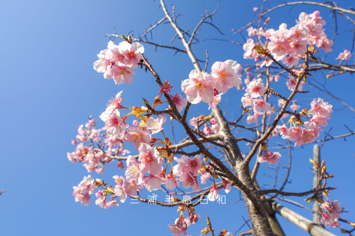 平和中央公園-博物館前広場・咲きはじめの河津桜[アップ]（撮影日：2026.02.19）