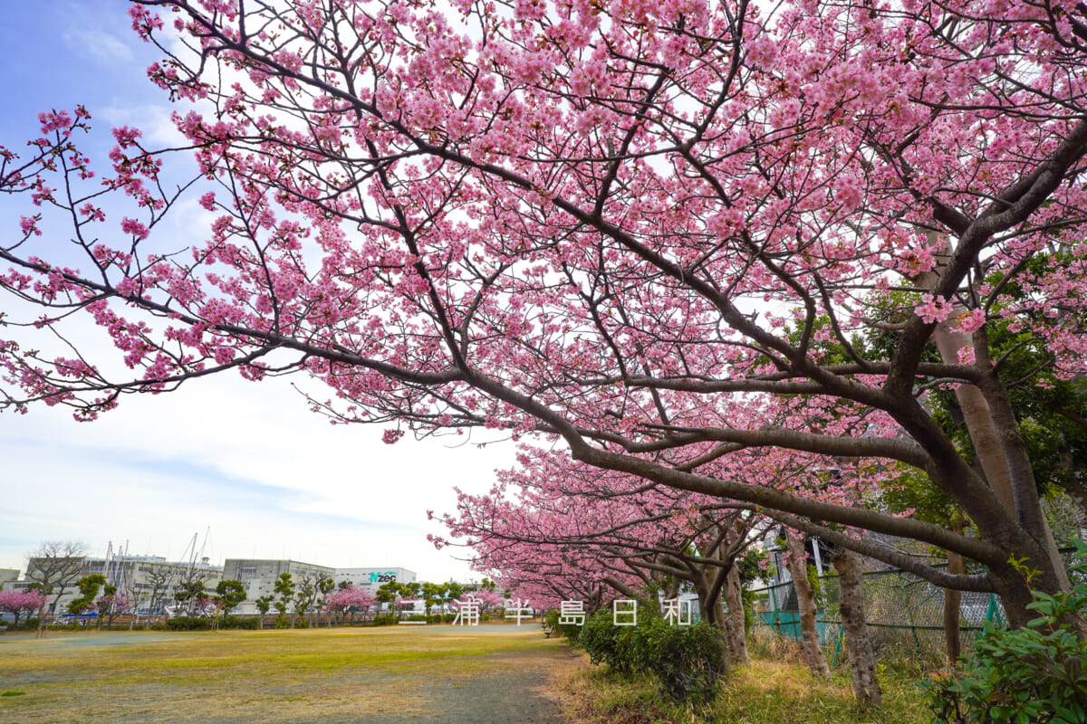 浦郷公園・満開の河津桜(撮影日:2026.02.27)