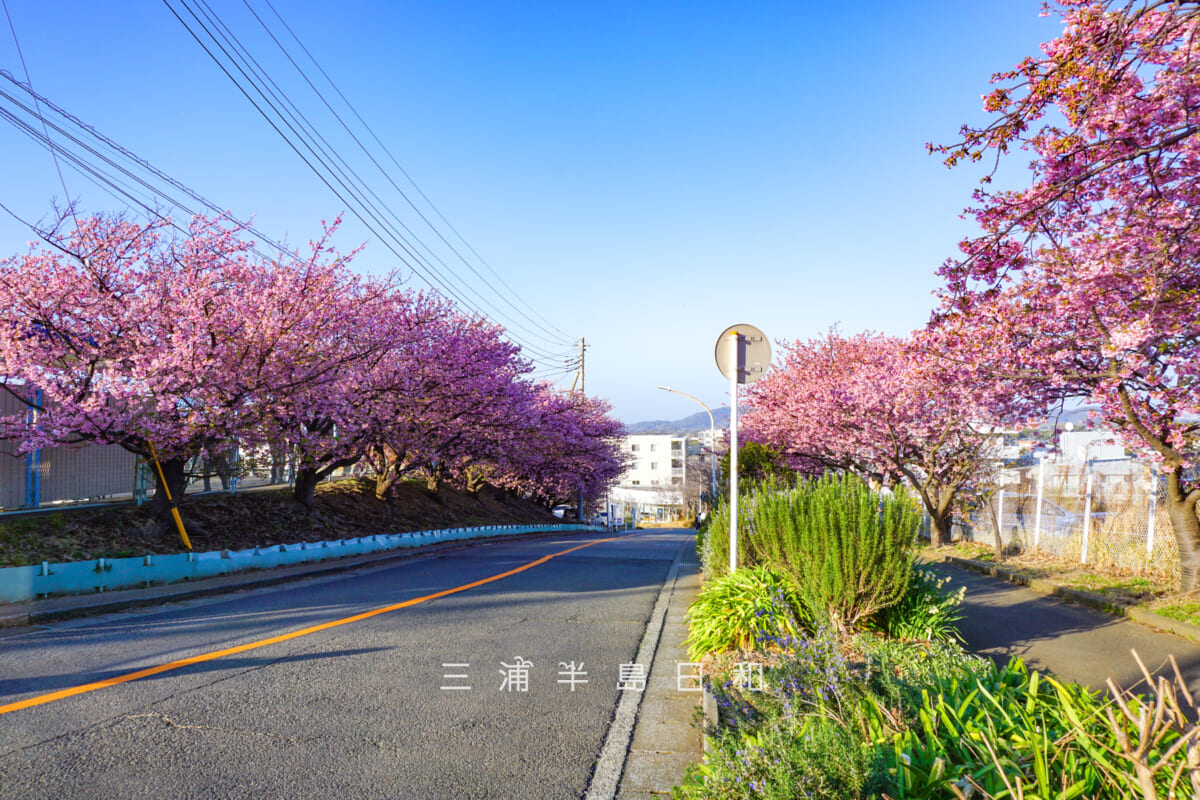 三崎口駅横坂道上部の桜並木・見ごろとなった河津桜を坂上より見下ろす(撮影日:2026.02.15)