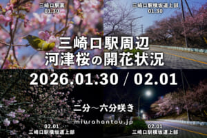 三崎口駅周辺の河津桜・開花状況（撮影日：2026.01.30＆02.01）
