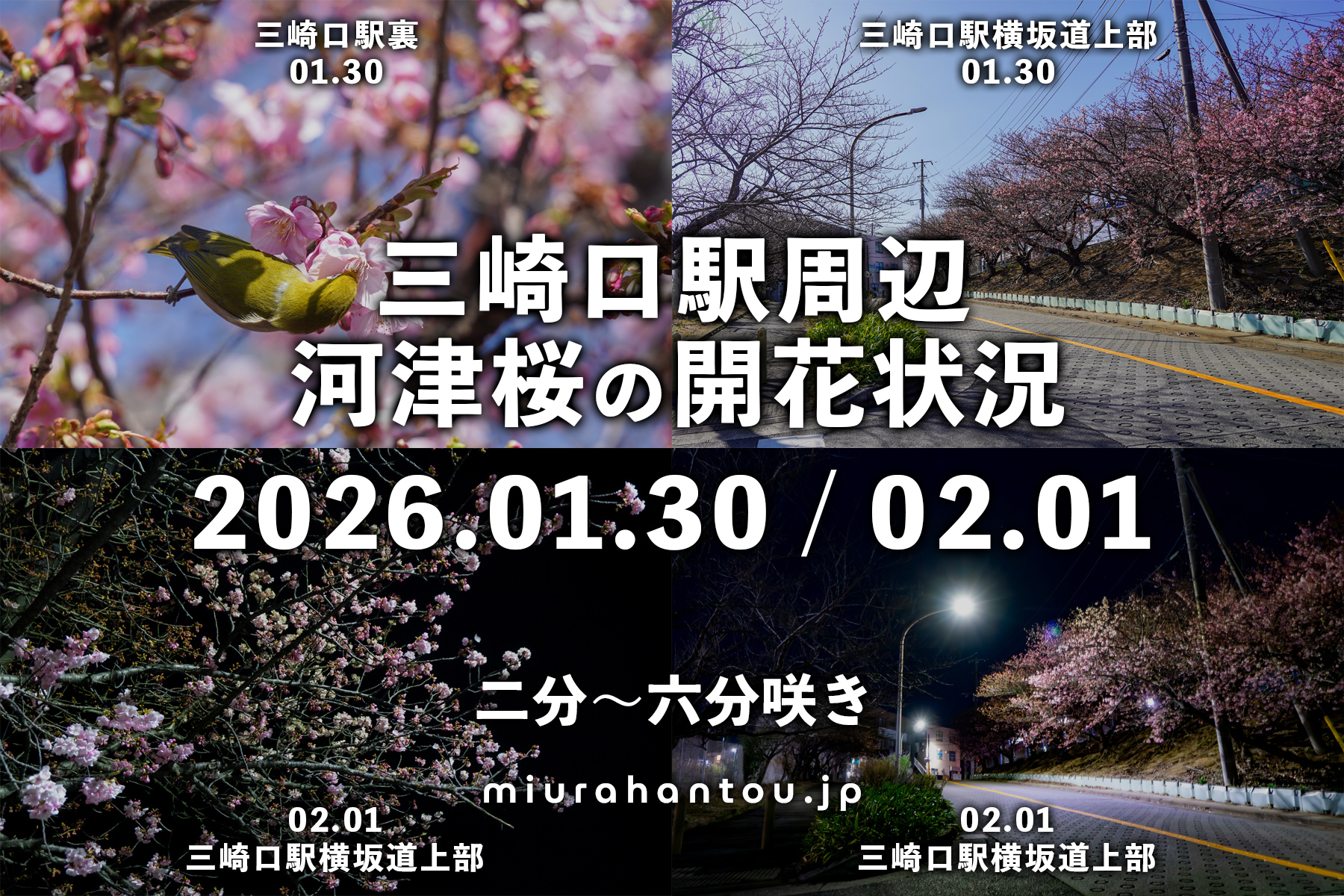 三崎口駅周辺の河津桜・開花状況（撮影日：2026.01.30＆02.01）