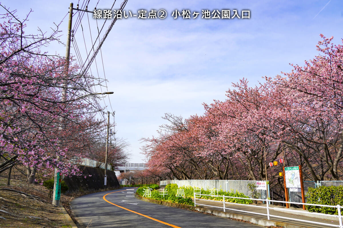 三浦海岸河津桜・開花状況（撮影日：2026.02.05）
