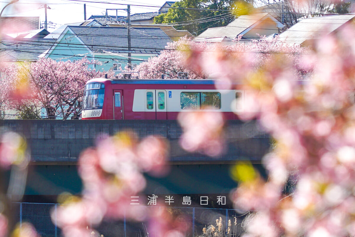 小松ヶ池公園・河津桜越しに京急を望む[アップ]（撮影日：2026.02.19）