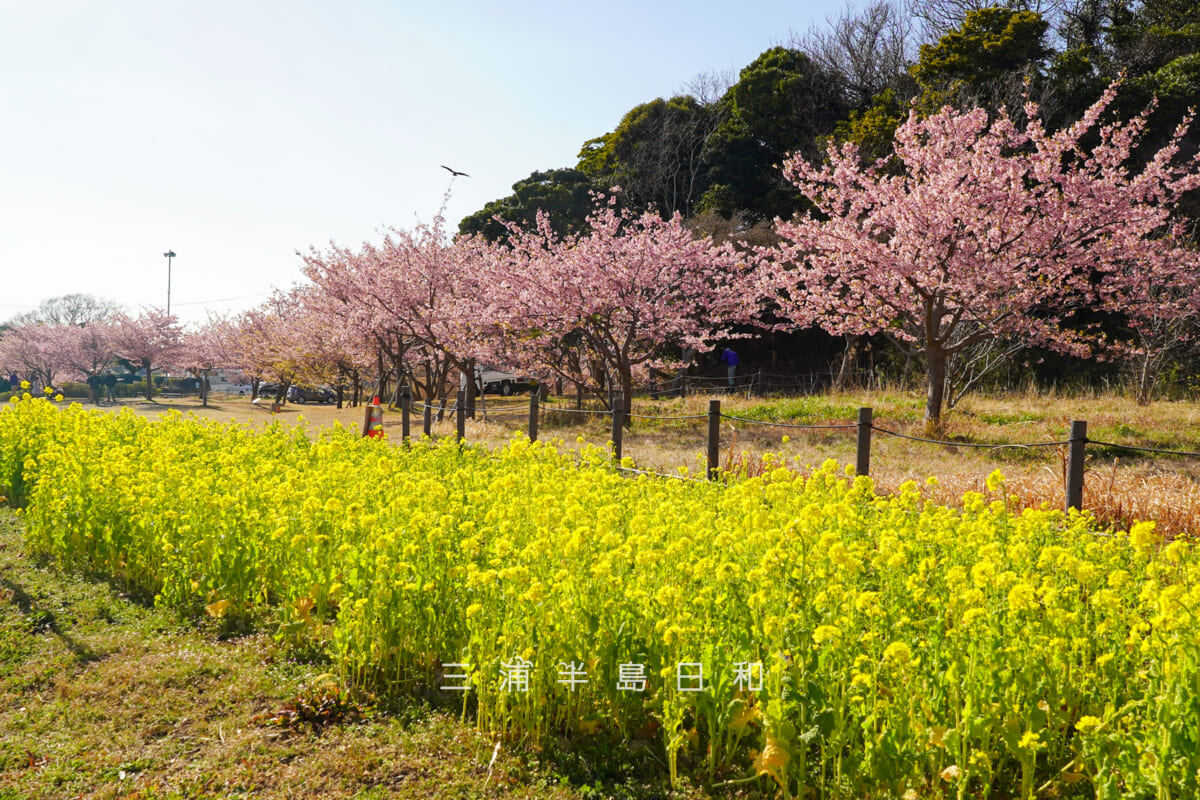 県立観音崎公園-花の広場・菜の花と河津桜(撮影日:2026.02.19)