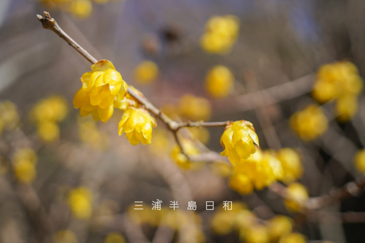 浄妙寺・境内上部の庭園のロウバイ[アップ]（撮影日：2026.02.03）