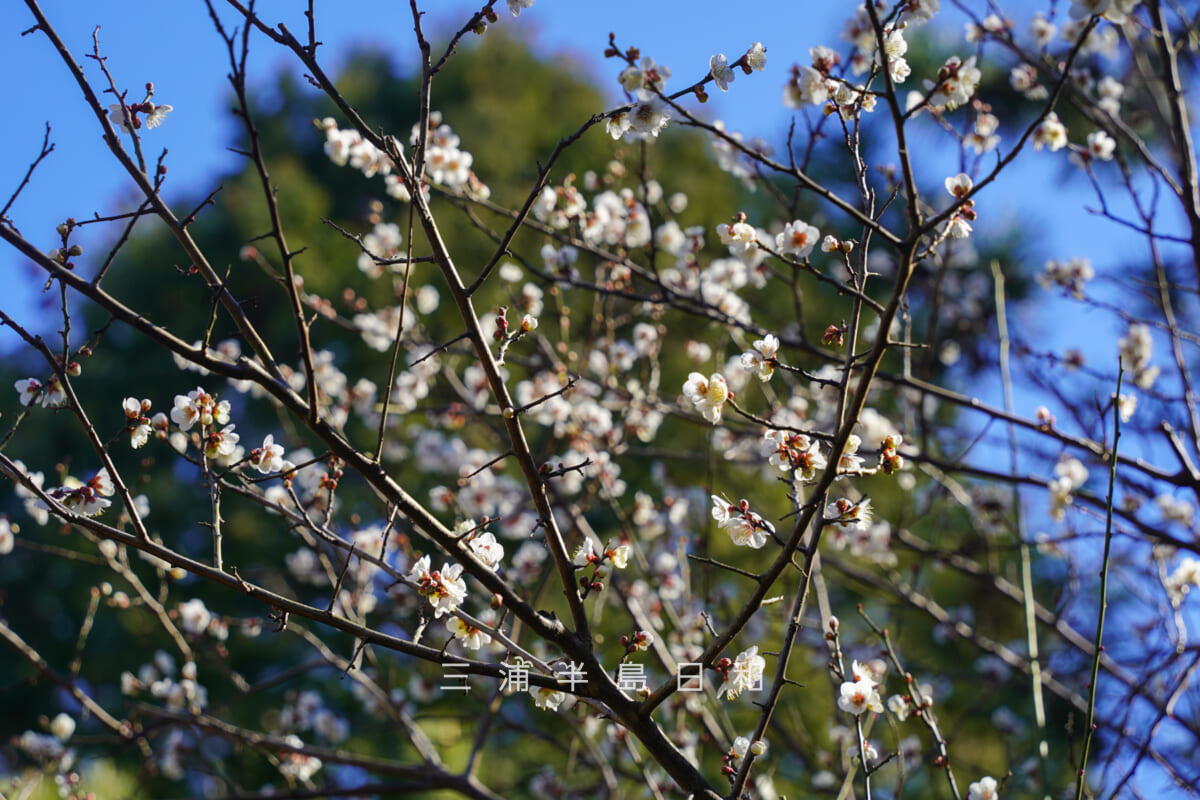 安国論寺・参道沿いの白梅[アップ]（撮影日：2026.02.03）