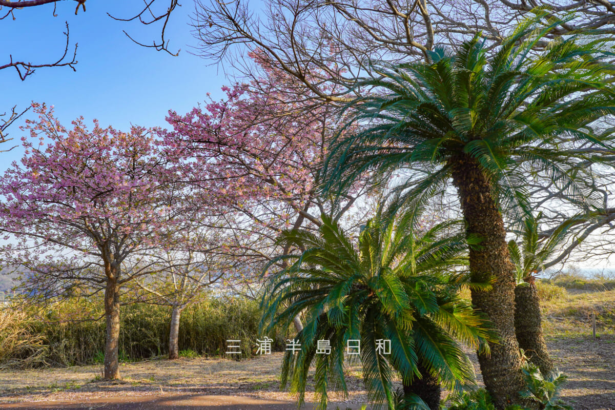 大崎公園・ソテツと満開過ぎの河津桜(撮影日:2026.02.13)