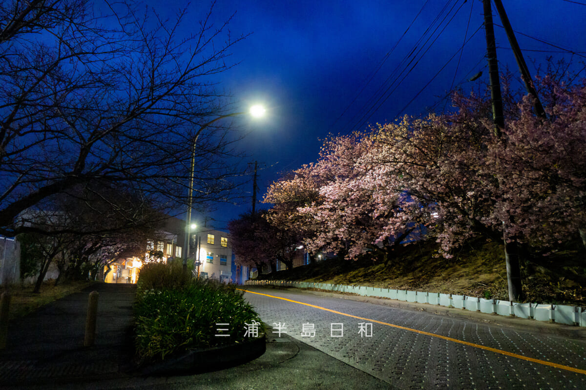三崎口駅横坂道上部の桜並木・街灯ライトアップによる河津桜の夜桜（撮影日：2026.02.07）
