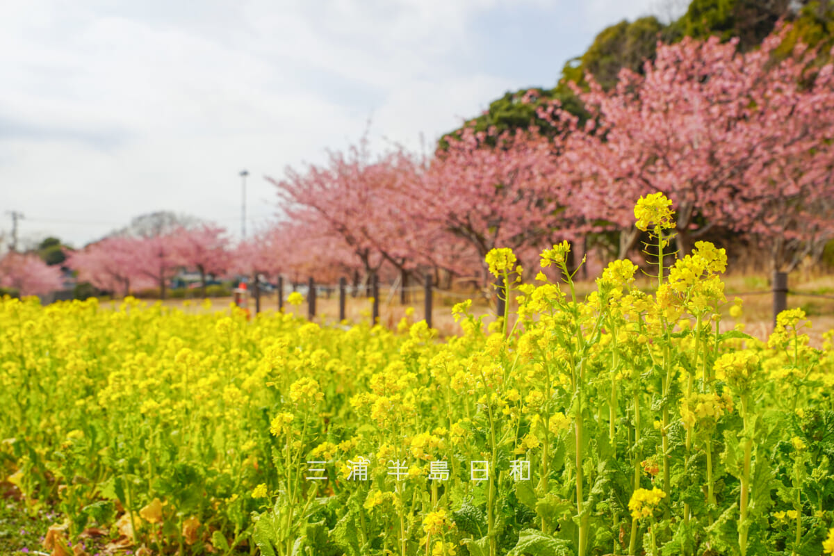 県立観音崎公園-花の広場・菜の花と河津桜(撮影日:2026.02.13)