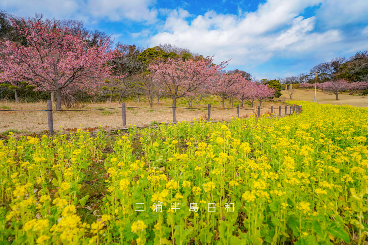 県立観音崎公園-花の広場・菜の花畑と河津桜(撮影日:2026.02.13)