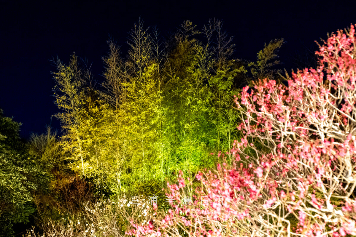 長谷寺「梅ライトアップ」・紅梅越しにライトアップされた竹林を望む(撮影日:2026.02.13)