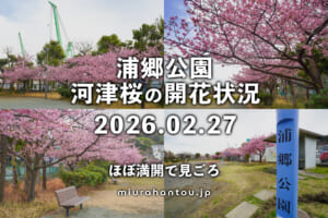 浦郷公園の河津桜・開花状況（撮影日：2026.02.27）