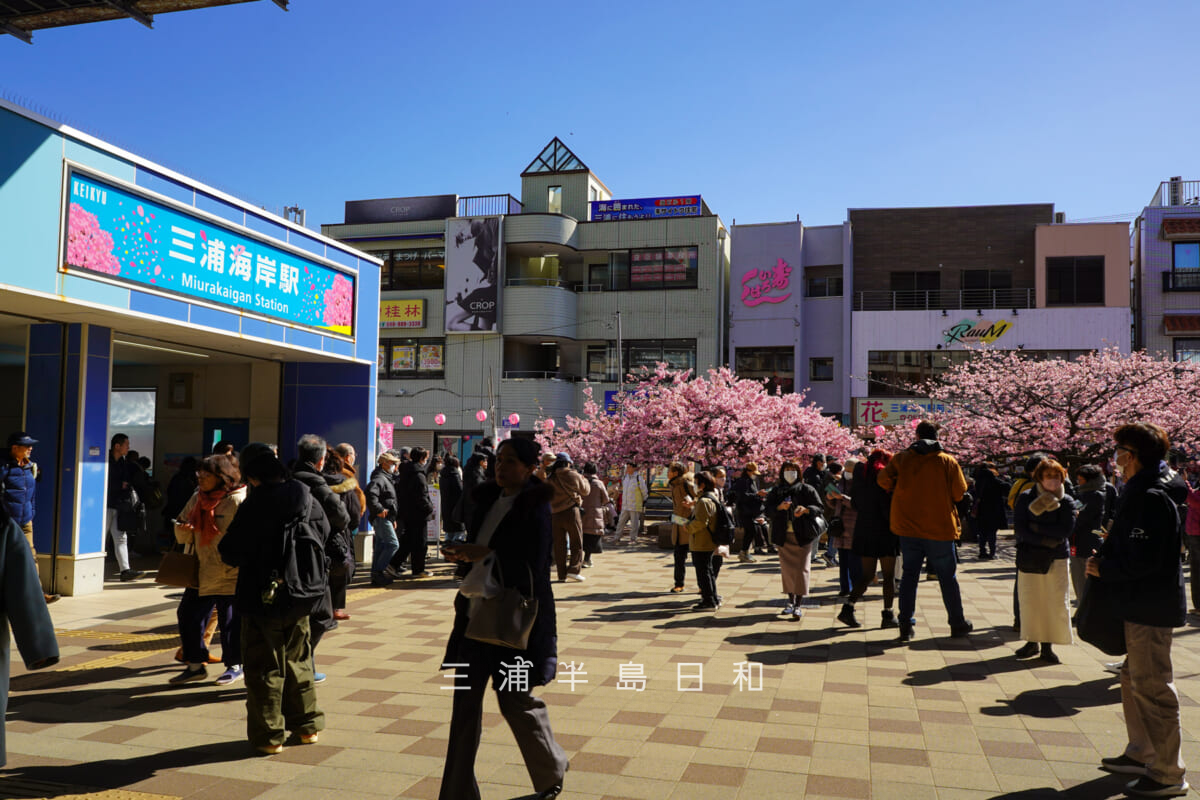 三浦海岸駅前広場の河津桜・桜デザインの駅名看板と河津桜（撮影日：2026.02.19）