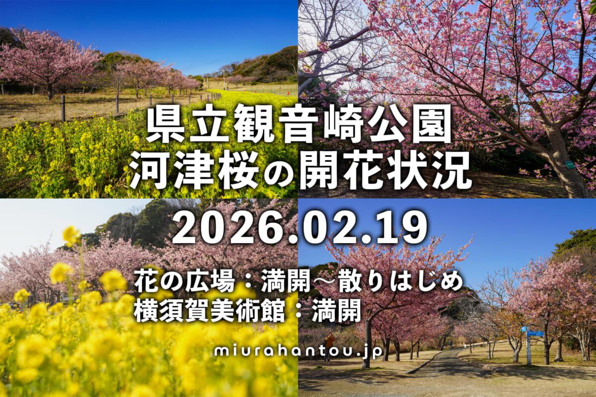 県立観音崎公園＆横須賀美術館-花の広場の河津桜・開花状況（撮影日：2026.02.19）