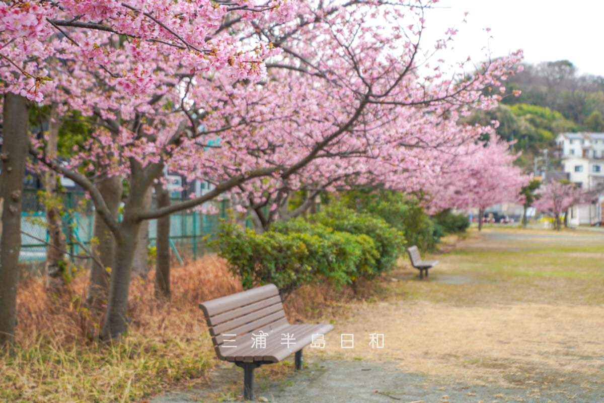 浦郷公園・京急ストアスパーク浦郷店側の河津桜並木(撮影日:2026.02.27)