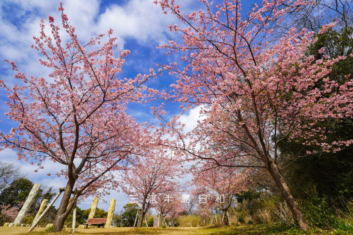 県立観音崎公園-花の広場・丘の上の河津桜(撮影日:2026.02.13)