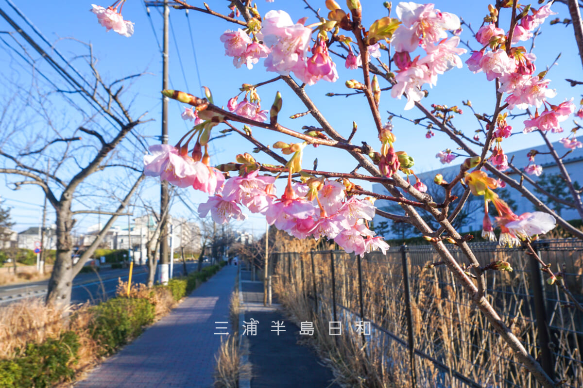 久里浜河津桜並木(テクノパーク前)・咲きはじめの河津桜(撮影日:2026.02.01)
