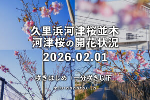 久里浜河津桜並木の河津桜・開花状況（撮影日：2026.02.01）