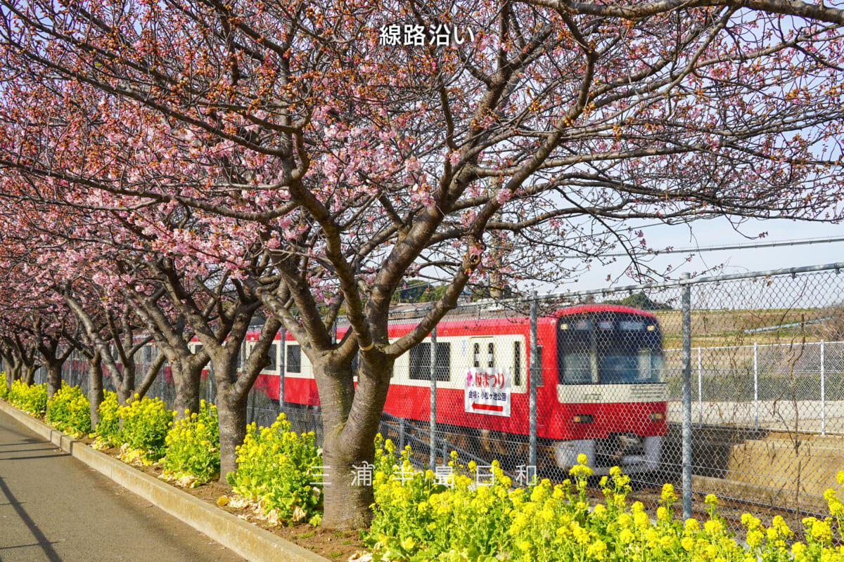 三浦海岸河津桜・開花状況（撮影日：2026.02.05）