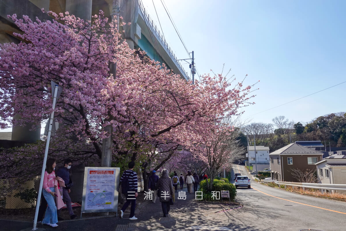 三崎口京急線大ガード下河津桜並木を沓形公園側から望む(撮影日:2026.02.22)