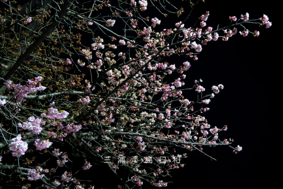 三崎口駅横坂道上部の桜並木・街灯ライトアップによる河津桜の夜桜[アップ]（撮影日：2026.02.01）