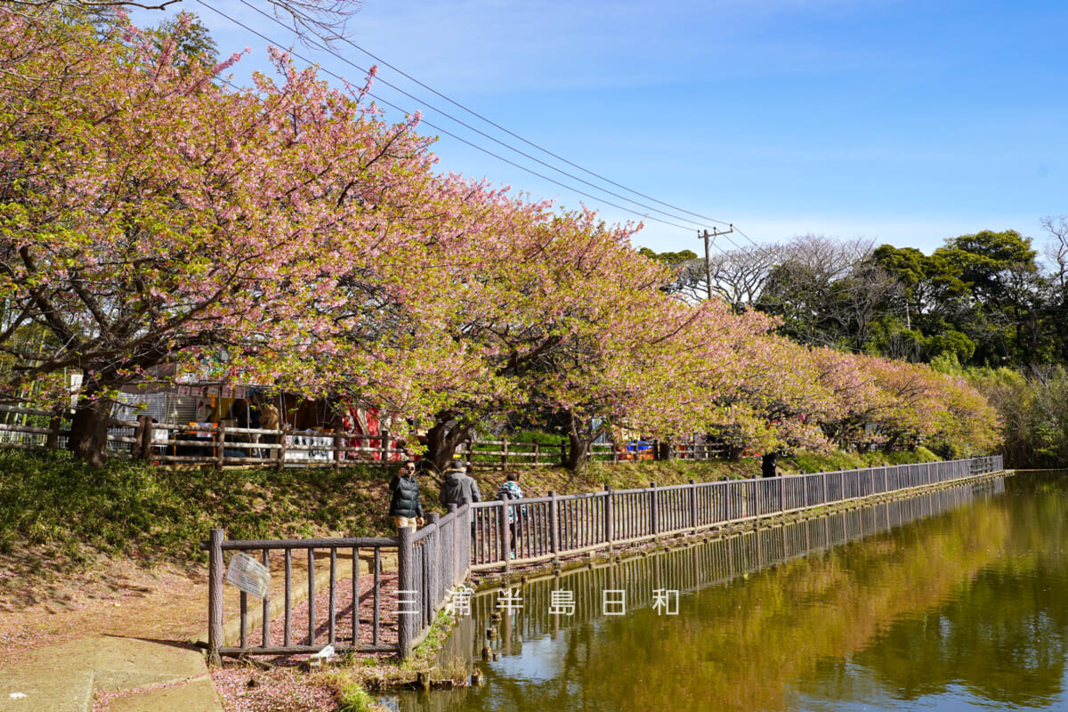 小松ヶ池公園・池のほとりの河津桜並木全景(葉桜)(撮影日:2026.02.27)