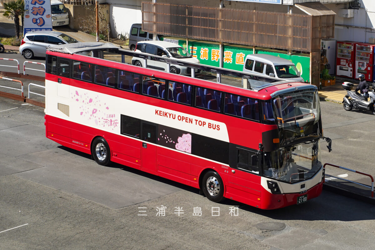 三浦海岸河津桜ラッピングのKEIKYU OPEN TOP BUS MIURA(撮影日:2026.02.19)