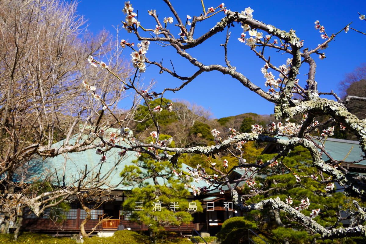 浄妙寺・白梅越しに本堂を望む（撮影日：2026.02.03）