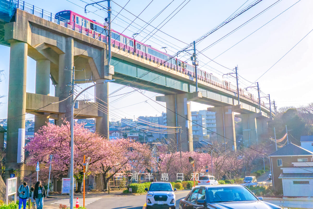 三崎口京急線大ガード下河津桜並木&京急2100形(撮影日:2026.02.15)