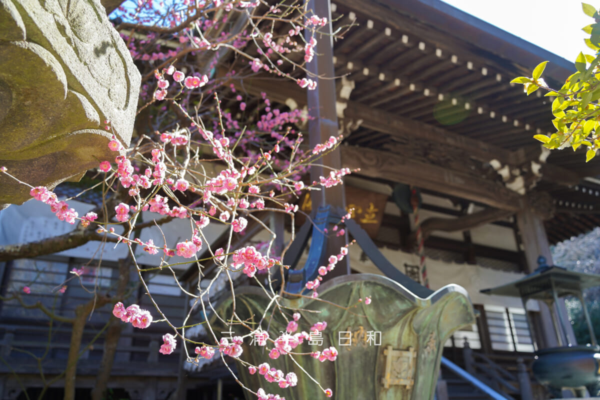 安国論寺・本堂前のピンク色の枝垂れ梅（撮影日：2026.02.03）