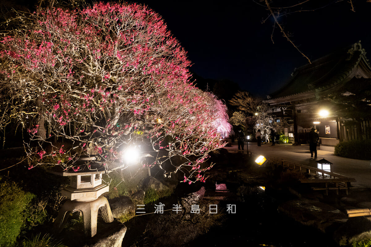 長谷寺「梅ライトアップ」・妙智池の紅梅(撮影日:2026.02.13)