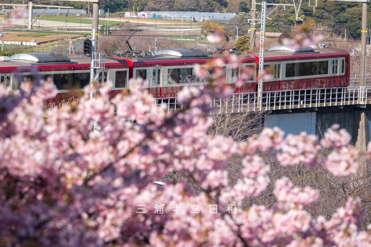 三崎口駅を出発する京急2100形と河津桜(撮影日:2026.02.22)