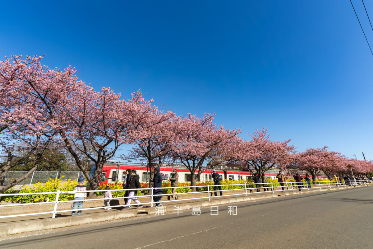 三浦海岸河津桜・開花状況（撮影日：2026.02.19）