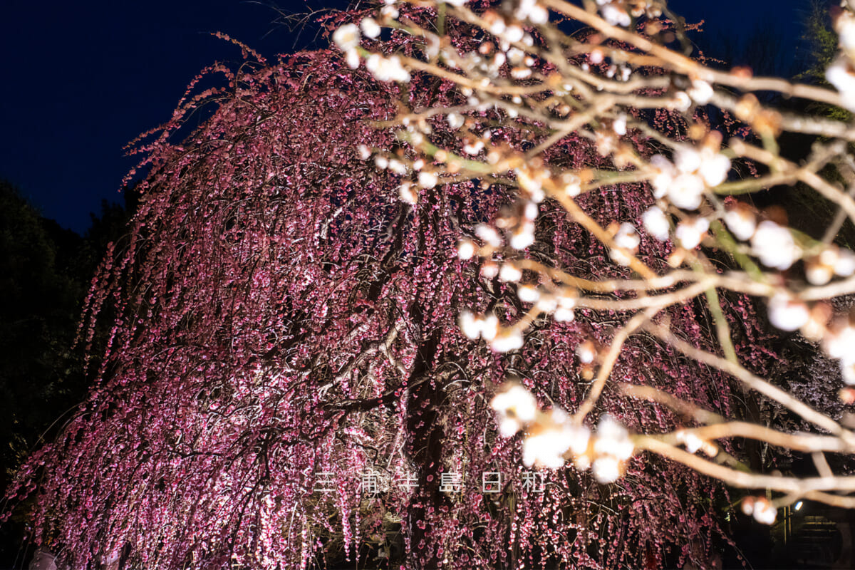 長谷寺「梅ライトアップ」・白梅越しの枝垂れ梅(撮影日:2026.02.13)