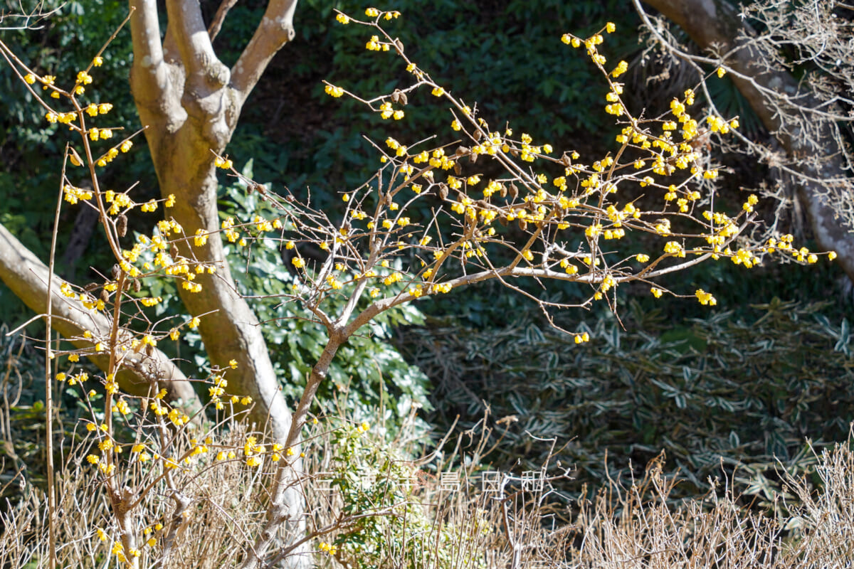 浄妙寺・境内上部の庭園のロウバイ（撮影日：2026.02.03）