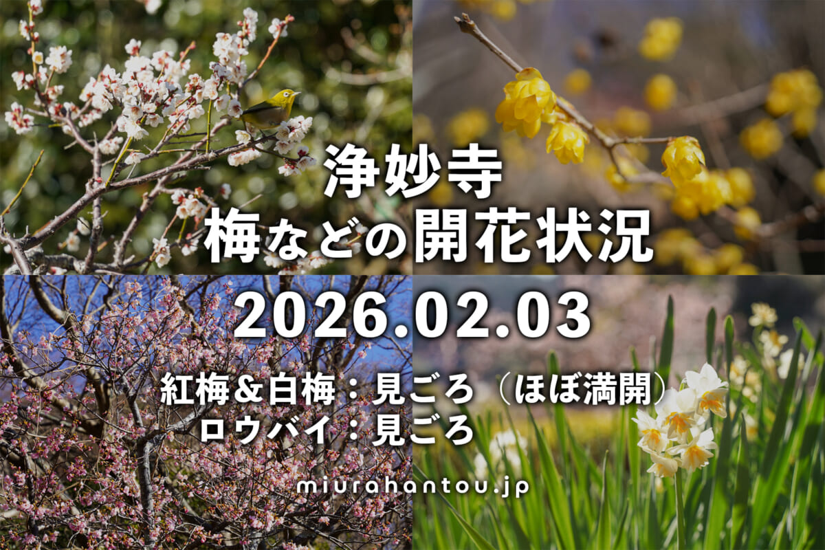 浄妙寺の梅など・開花状況（撮影日：2026.02.03）