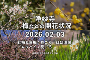 浄妙寺の梅など・開花状況（撮影日：2026.02.03）