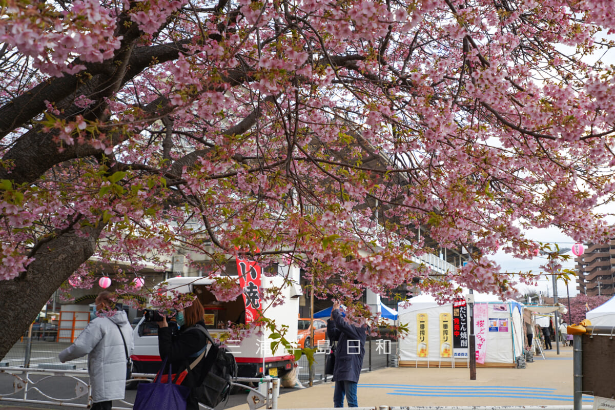 三浦海岸駅前広場の河津桜・開花状況(撮影日:2026.02.13)