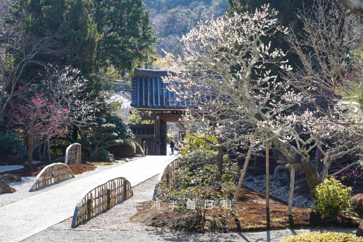 浄妙寺・本堂前より参道沿いの梅を望む（撮影日：2026.02.03）